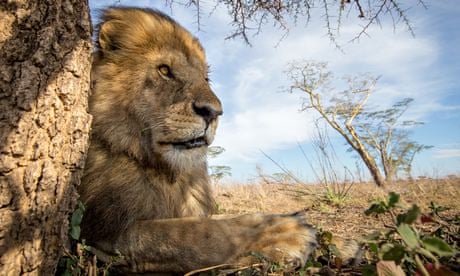 Lion killing in Tanzania reduced by installation of 'living wall' fences |  Wildlife | The Guardian