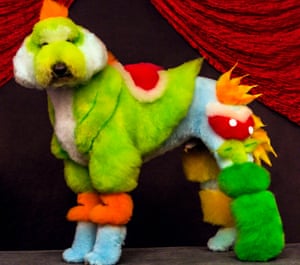 Multicoloured dog