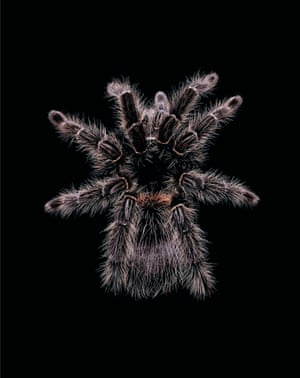Aranea: Acanthoscurria geniculata, 2003