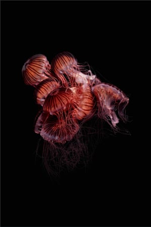 Medusa: Chrysaora melanaster II, 2001