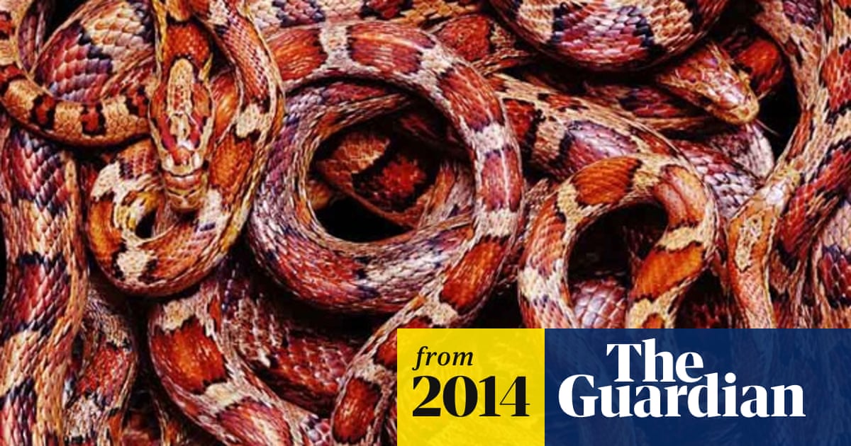 Venomous spiders, jellyfish and snakes – in pictures