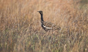 Bengal Florican (Houbaropsis bengalensis) adult, standing in long grass, Tonle Sap Grasslands, Cambodia, March