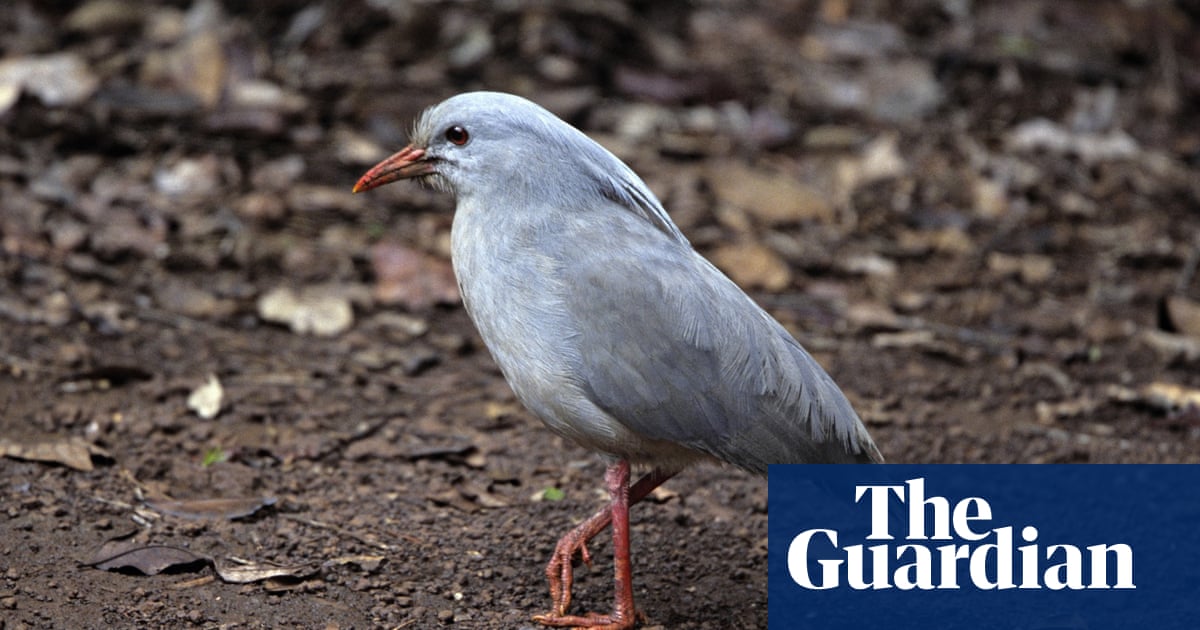 What Birds Endangered Species: Top Threatened Birds You Must Know