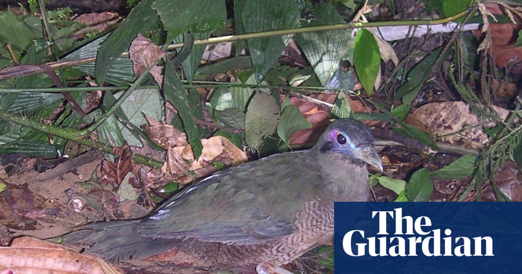 List of Endangered Birds: Stunning Species at Risk Today