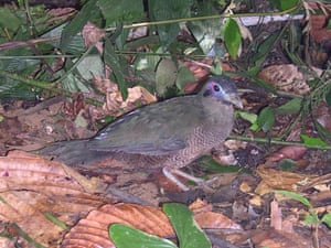 Sumatran Ground-cuckoo