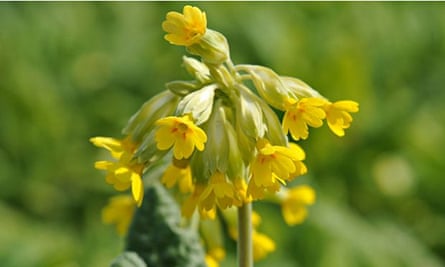 Live Better: Cowslip