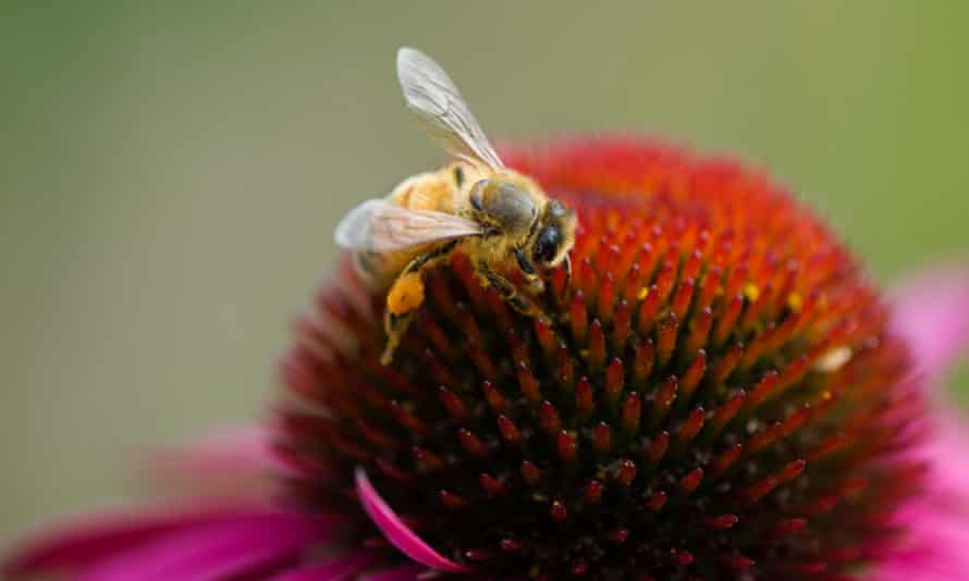 Bee Orgies To Biodiversity Lessons In Becoming A Beekeeper Live Better The Guardian Bee Orgies To Biodiversity Lessons In Becoming A Beekeeper Live Better The Guardian