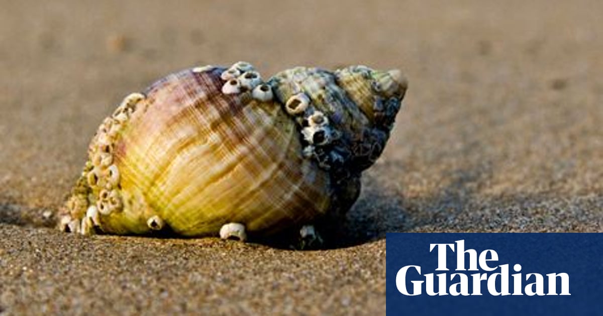 Leave seashells on the seashore or risk damaging ecosystem, says study |  Marine life | The Guardian