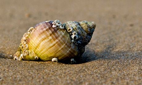 shell shore sand