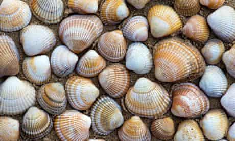 Leave seashells on the seashore or risk damaging ecosystem, says study | Environment | The Guardian