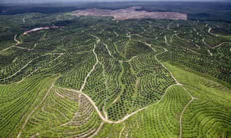 A Wilmar palm oil plantation in Sumatra, Indonesia
