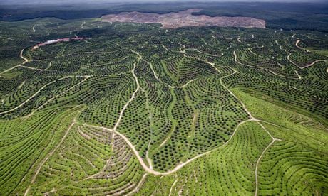 A Wilmar palm oil plantation in Sumatra, Indonesia