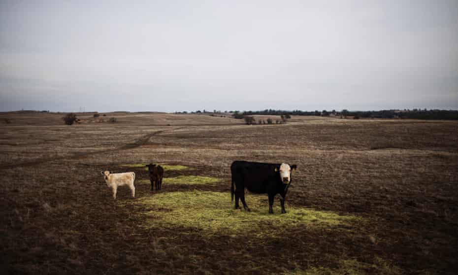 Cattle graze on hay in a landscape that would normally be covered in green grass on the Van Vleck Ranch in Rancho Murieta, California, in this February 12, 2014.