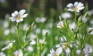 Alys Fowler: stitchwort