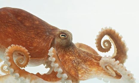 The octopus can see with its skin, Neuroscience