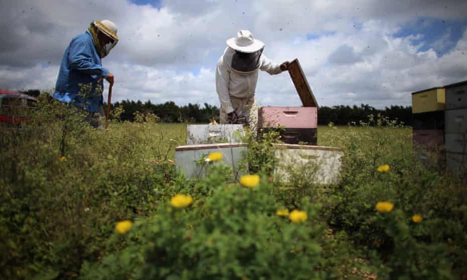 Beekeepers in Homestead, Florida
