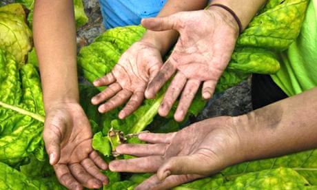 tobacco action worker Twelve-year-old tobacco farmers: the hidden battle against US child labor | Guardian sustainable business tobacco action worker Twelve-year-old tobacco farmers: the hidden battle against US child labor | Guardian sustainable business