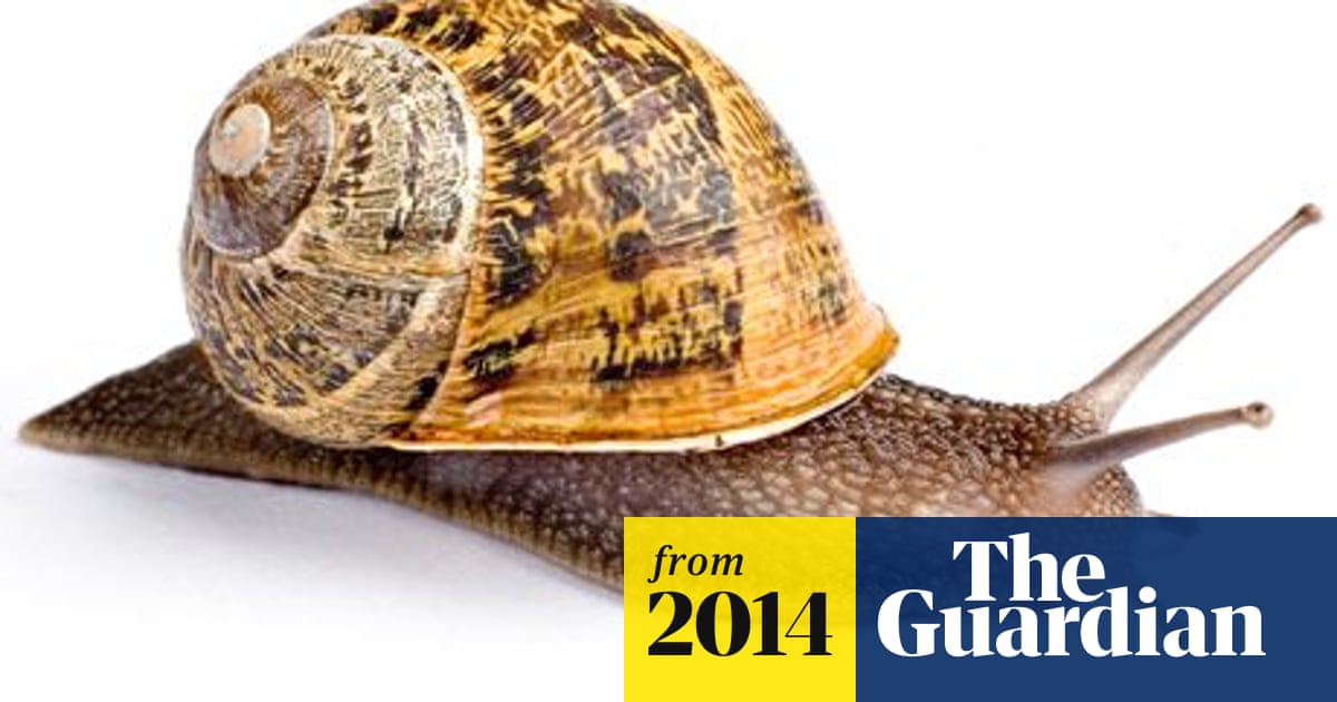 Slit Snails Slit Snails