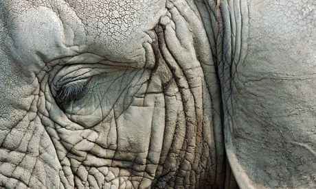 Close up of eye and ear of an elephant
