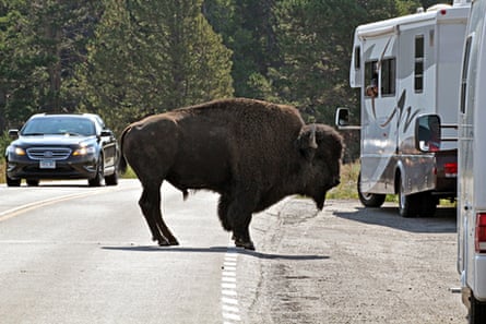 road rocky mountain colorado trip buffalo holds guardian cliff camping entertains yellowstone visitors traffic park wyoming travel