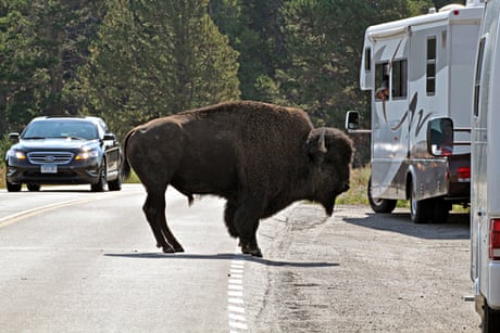 A buffalo holds up the traffic and entertains visitors in Yellowstone Park