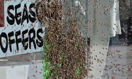 
5,000 honeybees nest in Topshop window, central London