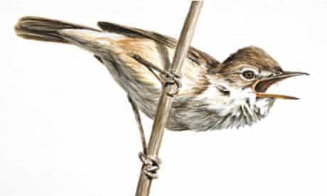 Birdwatch Reed Warbler Birdwatching The Guardian