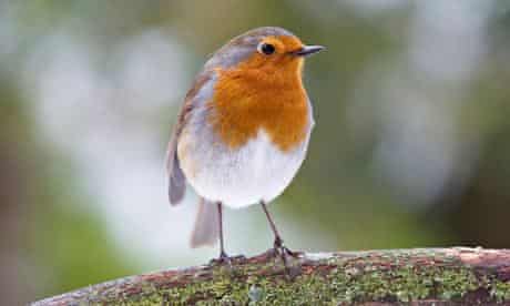 Robin, Erithacus rubecula perched on a branch with snow. Image shot 2012. Exact date unknown.