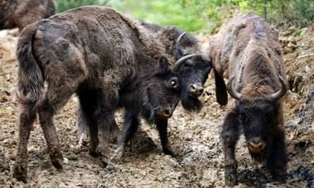 Two European bison (Bison bonasus) fight after being relocated, at Armenis, Tarcu Mountains, southwestern Romania, May 17, 2014.