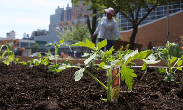 New York Success Story Growing The Garden Of Eden In Brooklyn