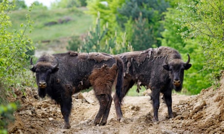 Second European bison found decapitated in Spain | Spain | The Guardian