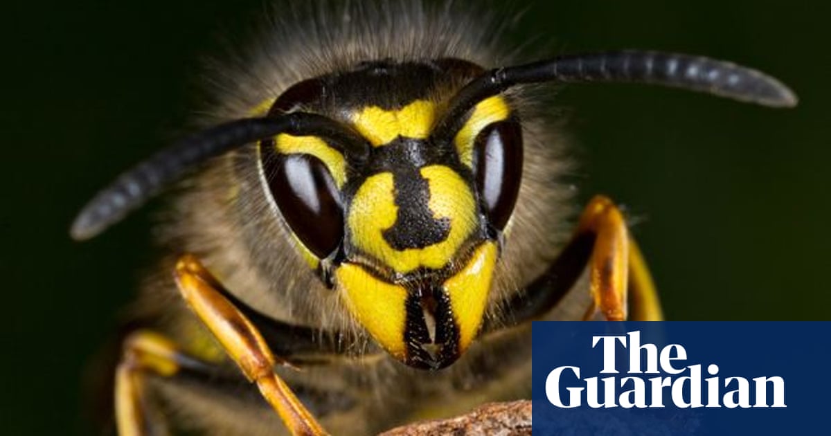 Top 10 Superstitions Ever Worn A Wasp Nest In Your Hair Children S Books The Guardian Top 10 Superstitions Ever Worn A Wasp Nest In Your Hair Children S Books The Guardian