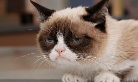 Grumpy cats are frequently used for online  listicles.