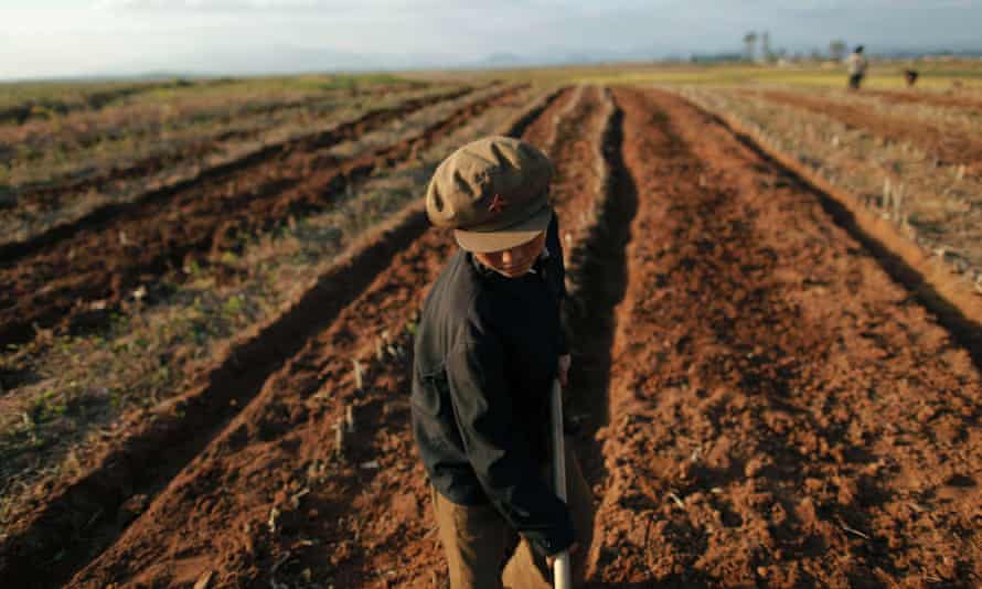 A North Korean boy works in a field of a collective farm in the area damaged by recent floods and typhoons in the South Hwanghae province in 2011.