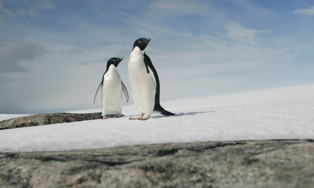 Adelie penguins in east Antarctica. Although most melting of continent's ice is happening in the west, even the east is now shedding ice