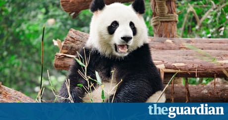 South Main Auto >> Hi cutie! Meeting baby pandas in China | Travel | The Guardian South Main Auto >> Hi cutie! Meeting baby pandas in China | Travel | The Guardian