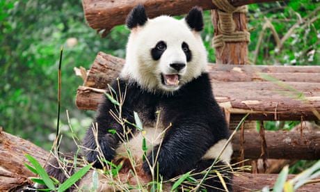 Giant panda in Chengdu Panda Base, Sichuan Province, China. 