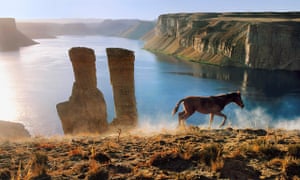 High in the mountains of Afghanistan, a colt runs beside the Band-e Amir lakes. Photograph: Steve Mc