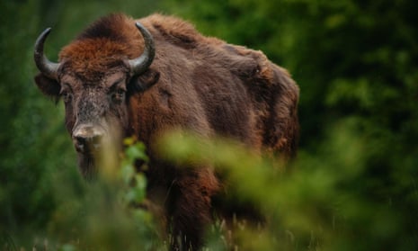 A European bison (Bison bonasus) checks his new surroundings after being being relocated to Armenis, Tarcu mountains, southwestern Romania, May 17, 2014.