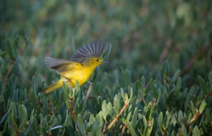 A Yellow Warbler on a small island in Portland Bight Protected Area, Jamaica