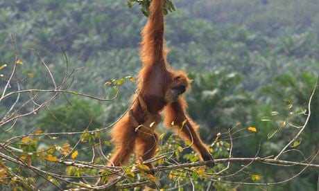 orangutan indonesia drones sustainability