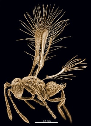 Tinkerbell Fairyfly, Tinkerbella nana, scanning electron micrograph of a female.