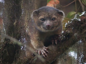 An olinguito at Tandayapa Bird Lodge, Ecuador, as the secretive tree-living carnivore from the cloud forests of the Andes heads this year's top 10 list of newly discovered species.