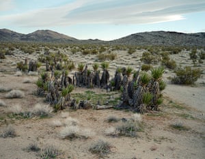 Big Picture Oldest Living: Desert cactae