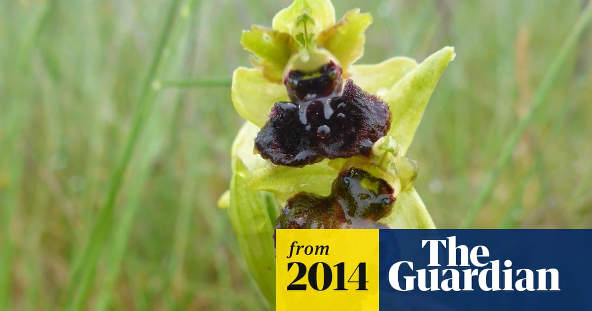 The international orchid register can be interrogated to identify whether hybrids with different pollen and seed parents have been registered. Roof Orchid - Rare Orchid Blooms At Sewage Works Wild Flowers The Guardian
