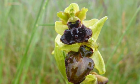 A rare early spider orchid that was found growing on the grass roof at Swanage treatment works in Dorset