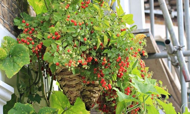 Vertical Veg Man How To Grow Tomatoes Successfully Life And Style The Guardian,Sobieski Vodka Flavors