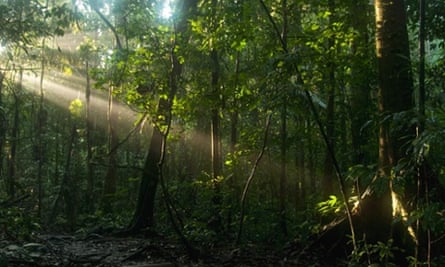 Almost 45% of the Yasuni national park is overlapped by oil concessions.