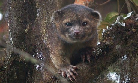 Meet the top 10 newly discovered species of 2014 | Wildlife | The Guardian