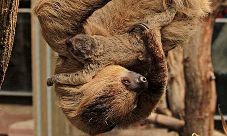 London zoo sloths